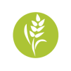 AAA Grade Wheat